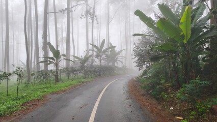 Winding asphalt road through a misty tropical forest with lush banana trees and tall pine silhouettes.