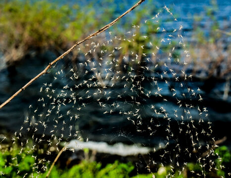 View of a swarm of insects caught in a delicate spider web against the backdrop of blue water and lush greenery, Mangrove Forest Park, Petchaburi, Thailand.