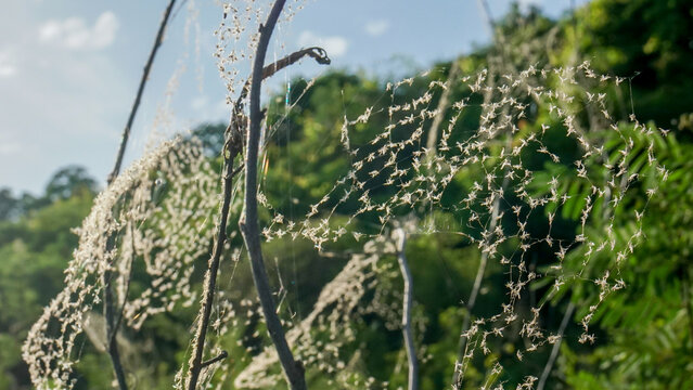 Spider webs full of insects, draped across bare branches, catching the sunlight against a backdrop of vibrant green foliage, Mangrove Forest Park, Petchaburi, Thailand.