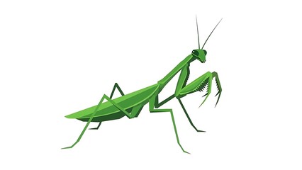 Detailed illustration of a green praying mantis insect isolated on white background.