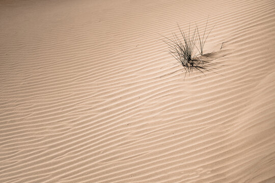 View of textured sand dunes stretch across the frame, with a small clump of dark grass casting a shadow, creating a stark contrast in the desert, Dubai, United Arab Emirates.