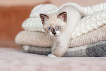 Cute kitten climbs out from under the blanket on sofa at home, Little cat © Tatyana Gladskih