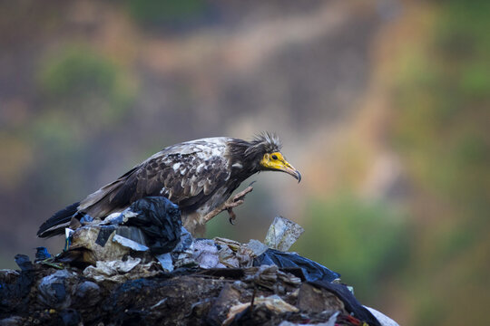 View of an Egyptian vulture perched atop a mound of discarded plastic and refuse, its yellow beak gleaming against its feathers, Kotli, Kashmir, Pakistan.