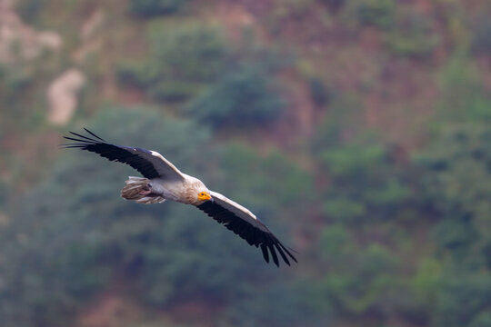 View of an Egyptian vulture with striking black and white wings soars against a soft green backdrop of trees, Kotli, Kashmir, Pakistan.