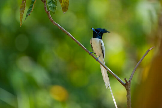 View of a vibrant Asian Paradise Flycatcher perched gracefully on a slender branch amidst a blur of green foliage, Kalar Kahar, Punjab, Pakistan.