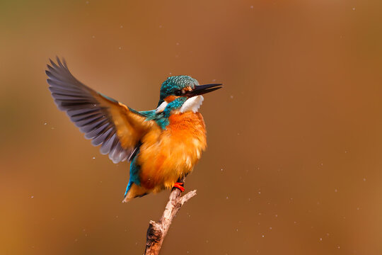 View of a vibrant kingfisher, feathers puffed and wings outstretched on a delicate branch, against a soft, earthy backdrop, Lahore, Punjab, Pakistan.