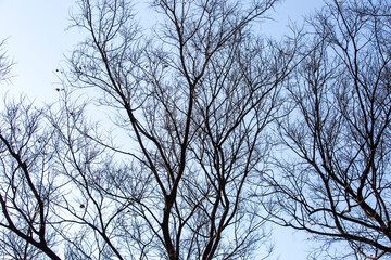 Obraz premium Bare Tree Branches Creating Winter Mood