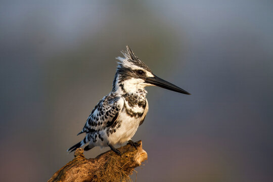 View of a pied kingfisher perched on a branch, its black and white plumage contrasting sharply against the soft, blurred background, Lahore, Punjab, Pakistan.