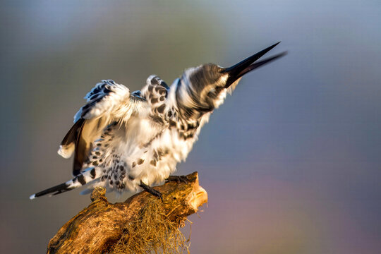 View of a pied kingfisher perched on a branch, feathers ruffled in the soft glow of dawn, a serene moment captured in Lahore, Punjab, Pakistan.