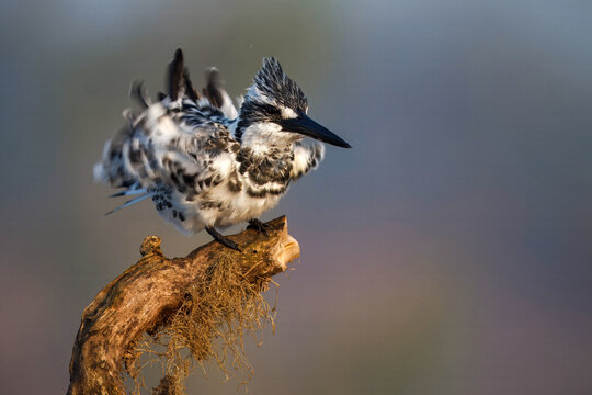 View of a pied kingfisher with its striking black and white plumage perched on a mossy branch, its feathers ruffled in Lahore, Punjab, Pakistan.