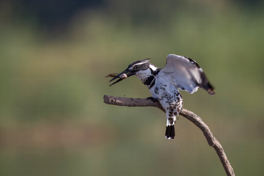View of a pied kingfisher perched on a branch, its wings spread wide as it devours a fish in its beak, against a blurred backdrop, Lahore, Punjab, Pakistan.