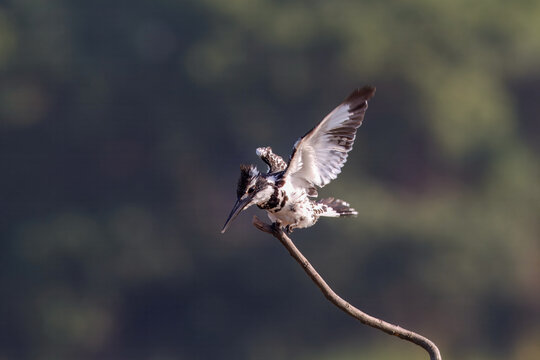 View of a pied kingfisher perched precariously on a slender branch, wings outstretched against the muted green backdrop, Lahore, Punjab, Pakistan.
