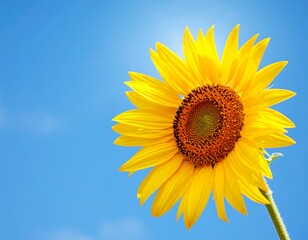 Bright Yellow Sunflower Against Blue Sky.