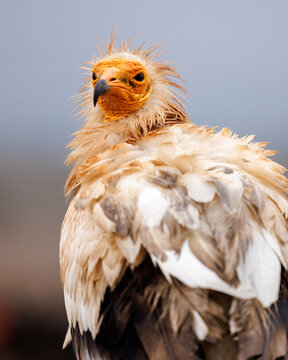 View of a majestic Egyptian vulture with its striking yellow face and ruffled plumage stands proudly against the blurred background, Hadibu, Socotra, Yemen.
