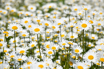Fototapeta premium A field of blooming daisies, Sainte--Apolline, Québec, Canada