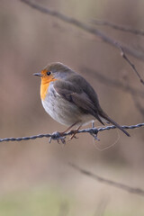 Robin on a barbed wire