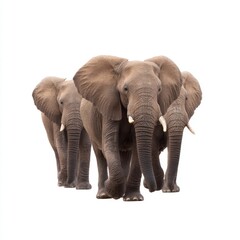 Obraz premium Majestic Elephants Walking Together in a Natural Habitat Showcasing Their Strength and Graceful Movement