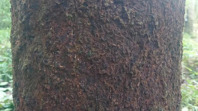Close up of mango tree bark in the forest