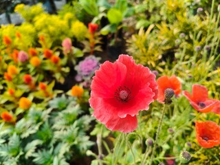 Fototapeta premium Papaver rhoeas or red common poppy flowers. Its common names corn poppy,&nbsp;corn rose,&nbsp;field poppy,&nbsp;Flanders poppy,&nbsp;red poppy and&nbsp;Odai flowers. Its species of flowering plant in poppy family&nbsp;Papaveraceae