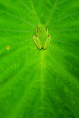 green leaf with frog