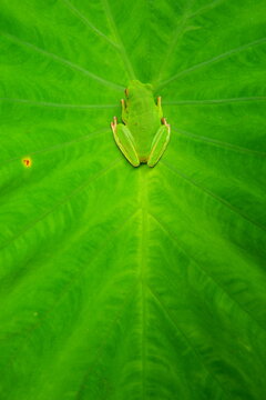 green leaf with frog