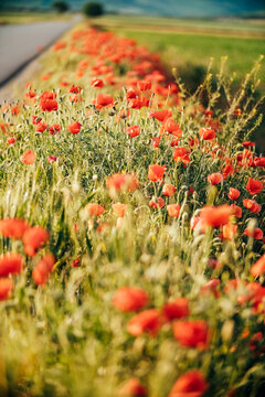 View of vibrant red poppies dance along the roadside, a stark contrast to the green fields and grey asphalt, capturing the essence of rural beauty, Novi Sad, Vojvodina, Serbia.