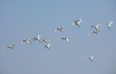Large flock of white egrets flying over a rural agricultural field under a clear sky.