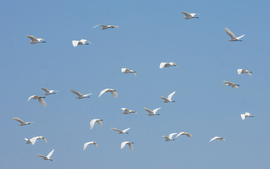 Fototapeta premium Large flock of white egrets flying over a rural agricultural field under a clear sky.