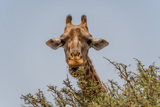 View of a giraffe gracefully nibbling on thorny branches, its patterned coat a stark contrast against the pale sky, a moment of wild beauty, Thies, Thies Region, Senegal.