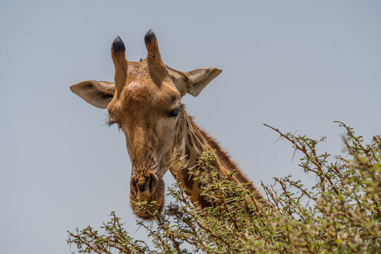 View of a giraffe gracefully nibbling on thorny branches, its long neck reaching high against the soft blue sky, a serene moment captured, Thies, Senegal.