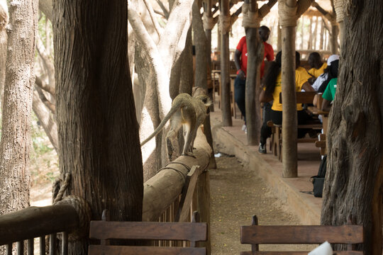 View of a monkey casually strutting along the railing of an outdoor restaurant, while people are seated enjoying their meals, Thies, Senegal.