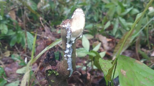 Sharp Cut Wood Branch with Milky White Sap in Tropical Environment