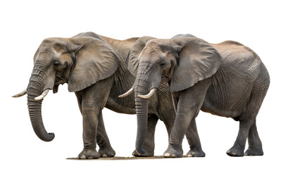 Obraz premium Two African Elephants Isolated on White Background