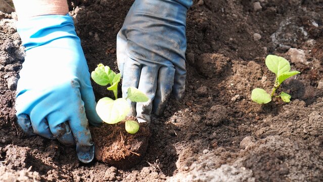 Hands of a farmer woman in rubber work gloves planting cucumber and tomato seedlings in the garden in the ground in the spring