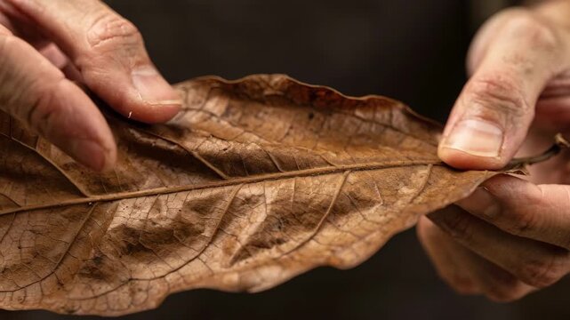 Focused footage of a shadegrown cigar wrapper being carefully positioned and stretched showcasing the leafs unique veiny pattern and delicate manipulation.