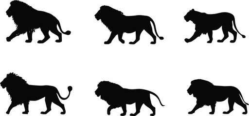 Obraz premium Silhouette of lion walking in six dynamic poses isolated on white background minimalist art design 