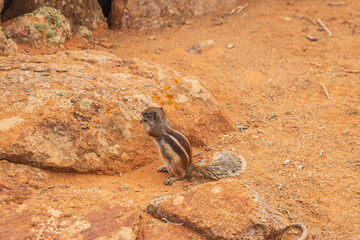 Barbary ground squirrel (Atlantoxerus getulus) in the mountains of Fuerteventura, Canary Islands, Spain