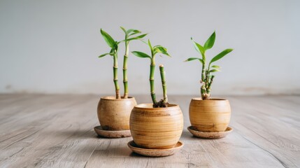 Three small potted green plants rest on a light wooden floor against a pale wall
