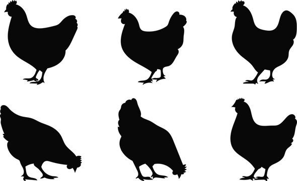 Collection of diverse black chicken silhouettes in various poses on a clean white background