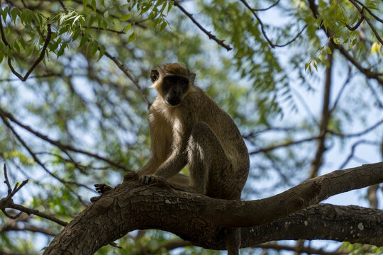View of a green monkey perched on a gnarled branch under a canopy of lush green leaves against a soft sky, its gaze curious and alert, Thies, Senegal.