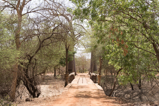 View of a rustic bridge spanning a dry riverbed, framed by the stark, leafless branches of winter trees in Thies, Thies Region, Senegal.