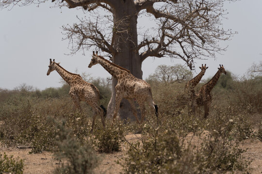 View of giraffes scattered across the arid landscape under the shade of a baobab tree, creating a striking contrast of wildlife and nature, Thies, Thies Region, Senegal.