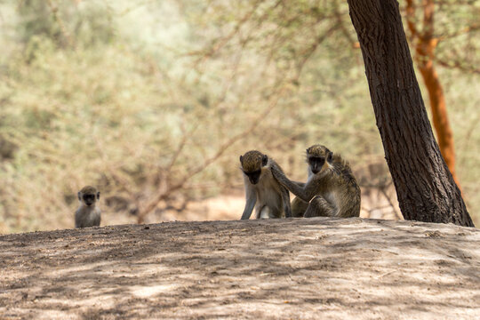 View of monkeys perched on a sandy mound under the dappled shade of trees, with one small monkey standing guard nearby, Thies, Senegal.