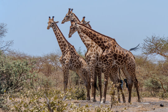 View of a tower of giraffes standing tall against the African savanna, their patterned coats blending with the dry brush, under a vast, clear sky, Thies, Senegal.