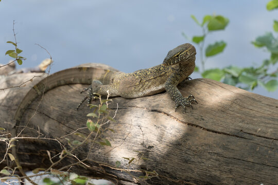 View of a lizard basking on a log, its scales catching the soft light filtering through the trees, against a soft blue backdrop, Thies, Senegal.