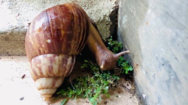 Brown garden snail or cornu aspersa