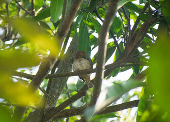 A male female House Sparrow perched on a vibrant blue and orange urban ledge.