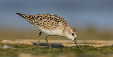Obraz premium Little stint - at a seashore on the autumn migration way