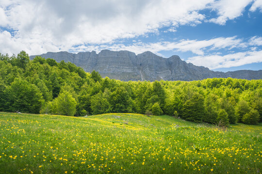View of vibrant green meadow dotted with yellow wildflowers leads to lush forest and towering gray mountain under a bright, cloudy sky, City Name, Republika Srpska, Bosnia and Herzegovina.