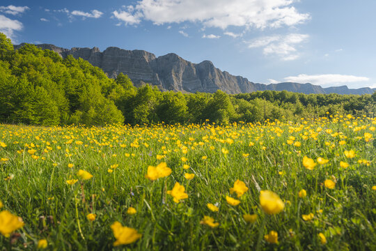 View of a vibrant meadow ablaze with yellow wildflowers, bordered by a lush forest and majestic mountains against a bright blue sky, Banja Luka, Republika Srpska, Bosnia and Herzegovina.